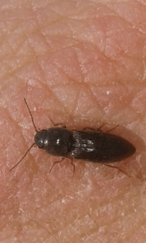 Elateridae: Agriotes sp.?